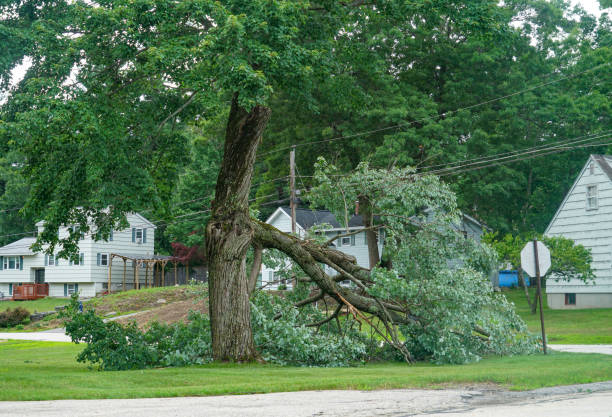 Best Professional Tree Care  in Steiner Ranch, TX